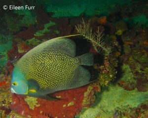 Diving the Caribbean (and Atlantic) - Angel Fish