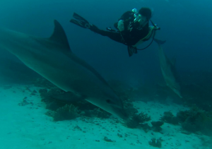Dive the Red Sea in January - Dolphins